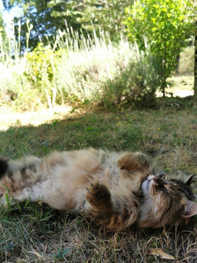 Frühstückspension Quatre Chats Sous Un Pin